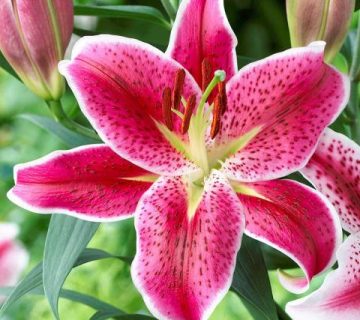 راهنمای کاشت و مراقبت لیلیوم