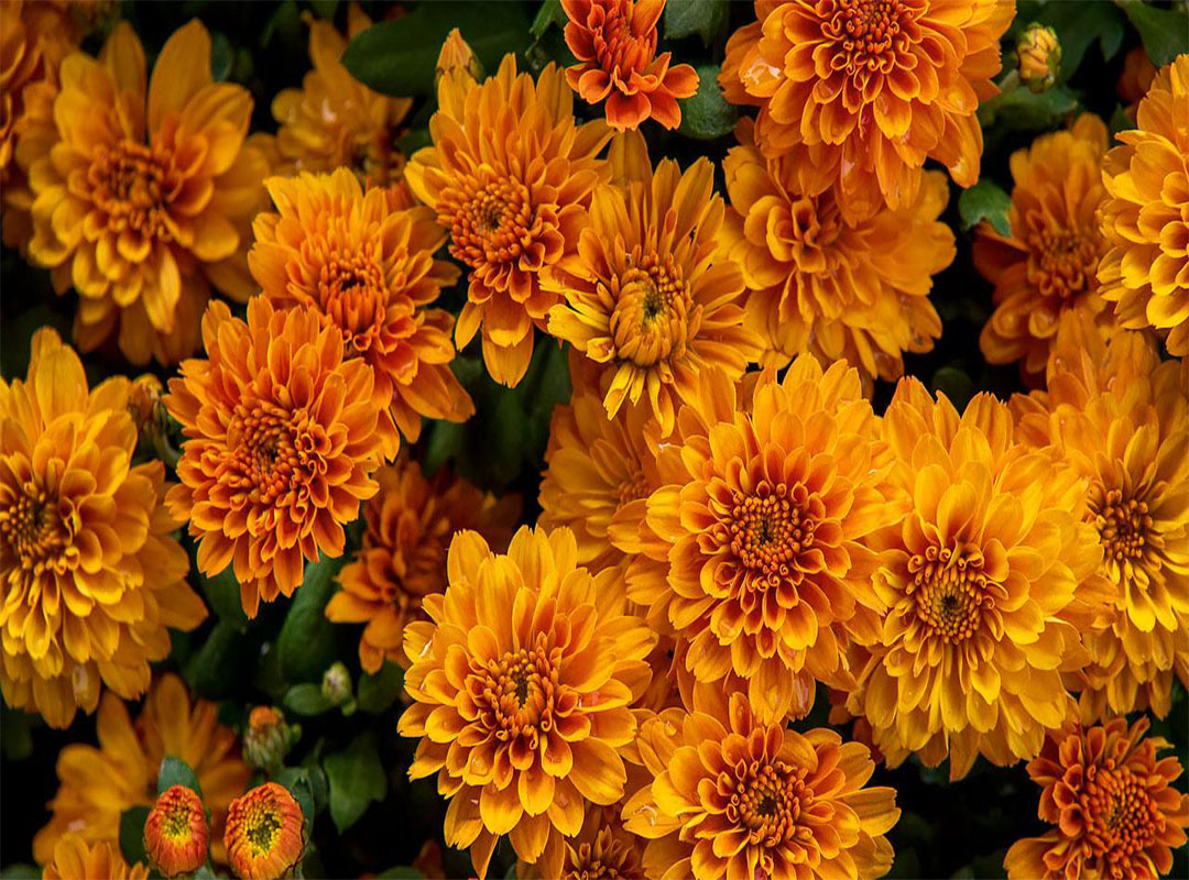 معنی و نماد گل داوودی