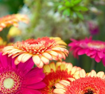 13 نکته ساده برای شکوفایی گلهای ژربرا
