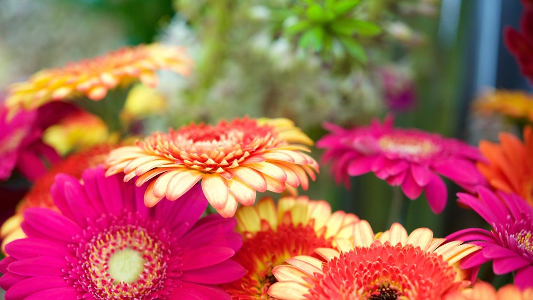 13 نکته ساده برای شکوفایی گلهای ژربرا