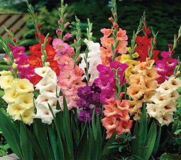 معنی،نماد و رنگ گل گلایول