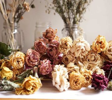 5-روش-برای-خشک-کردن-گل-رز