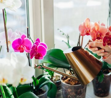 چند-وقت-یکبار-گل-ارکیده-را-آبیاری-می کنید؟