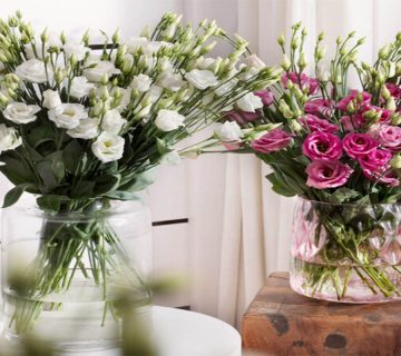 نکات-مراقبت-از-لیسیانتوس-در-خانه