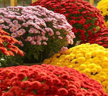 پرورش-گل-داوودی|بخش-اول