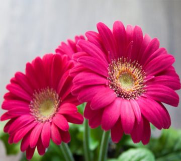 نحوه-مراقبت-از-گل-ژربرا-در-خانه