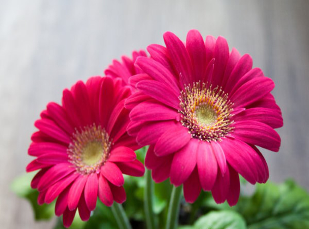 نحوه-مراقبت-از-گل-ژربرا-در-خانه