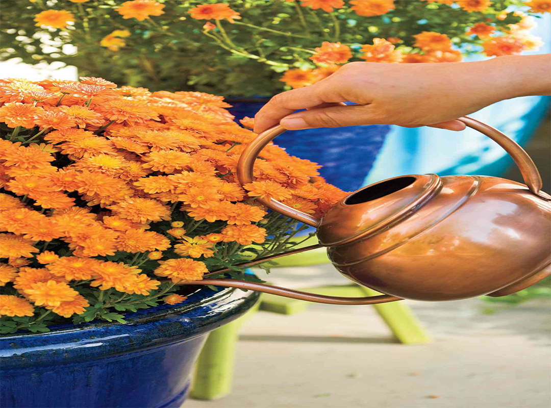 تکثیر-کردن-گل-داوودی