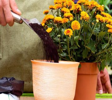 تکثیر-کردن-گل-داوودی
