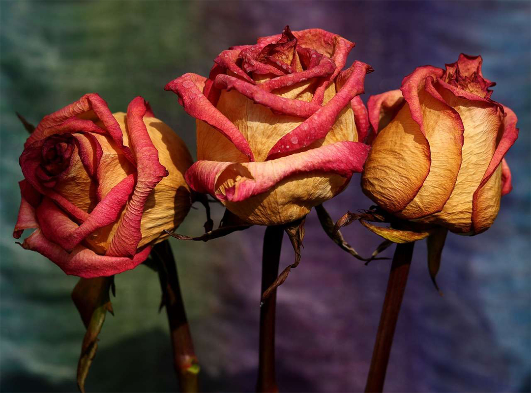 4-روش-آسان-برای-نگه-داری-گل-ها