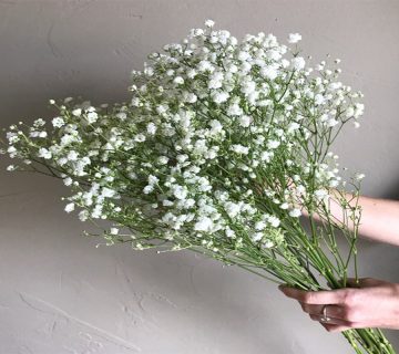 حقایقی-جالب-از-گل-های-عروس