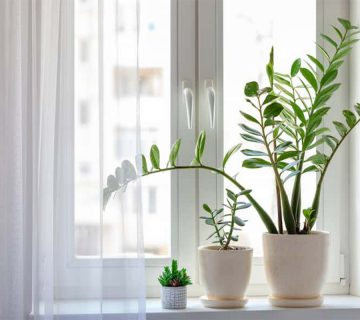 نورپردازی-برای-گیاهان-آپارتمانی
