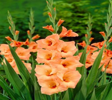 5-گل-خوش-شانسی-در-فرهنگ-چین
