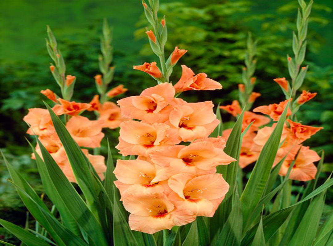 5-گل-خوش-شانسی-در-فرهنگ-چین