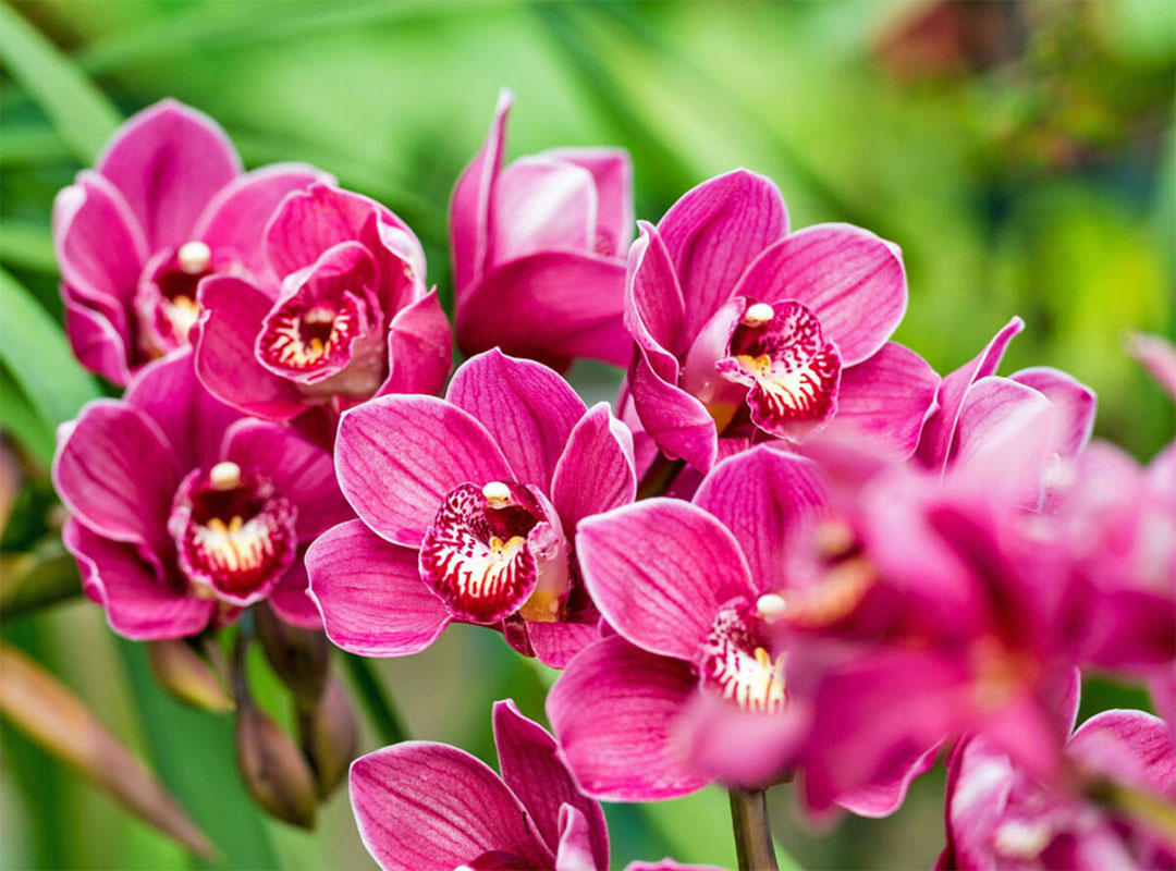 5-گل-خوش-شانسی-در-فرهنگ-چین