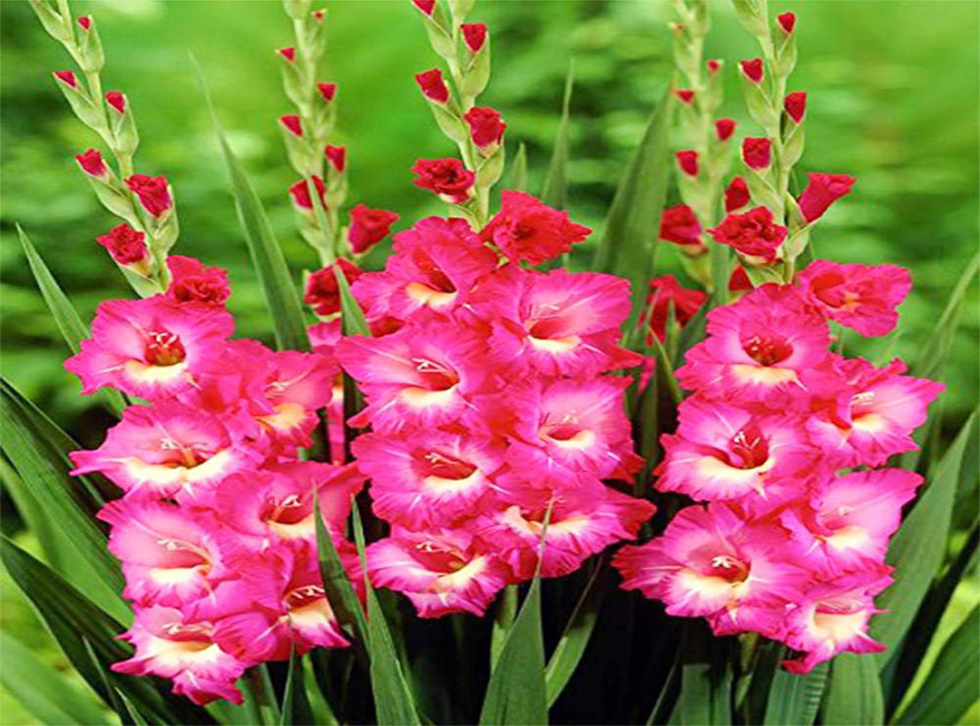 معنی-و-نماد-گلایول