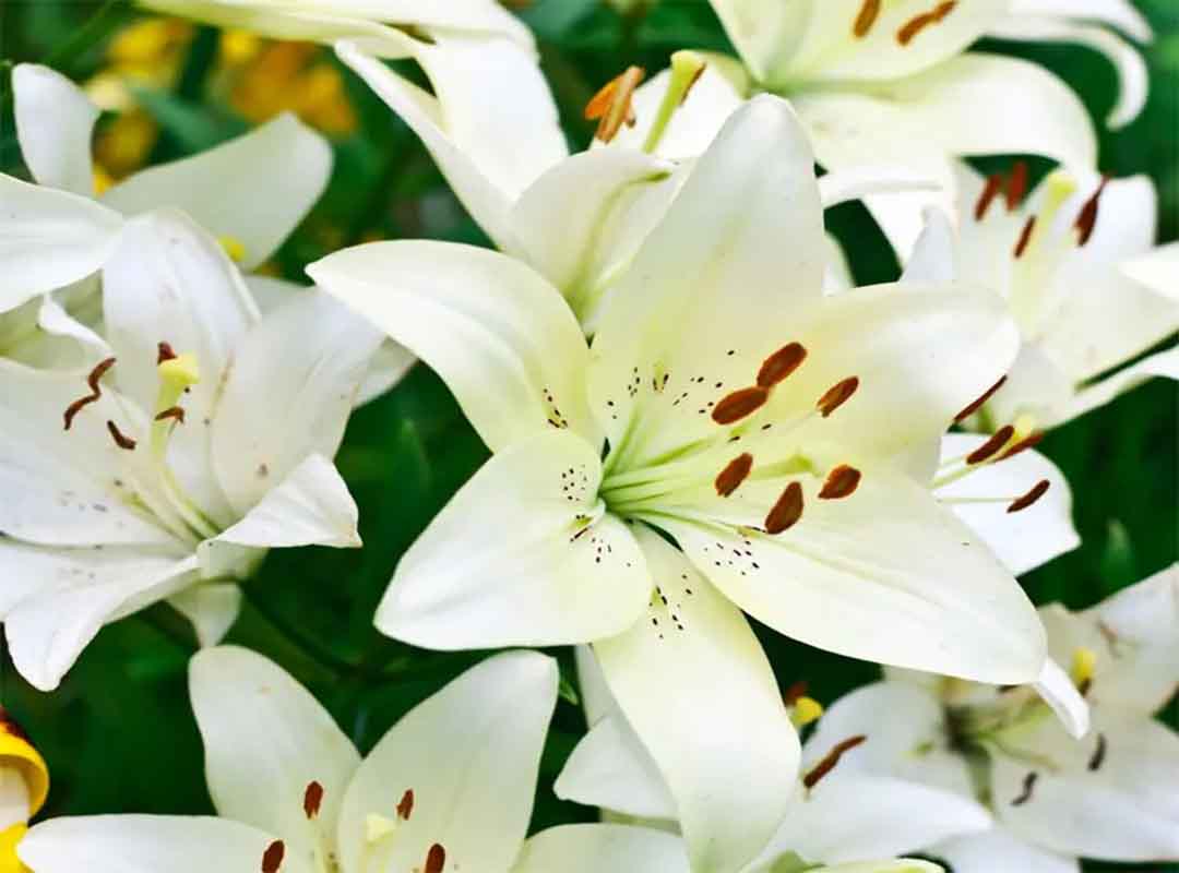 نحوه-انتخاب-گل-مراسم-تشییع-جنازه