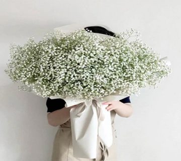 مراقبت-ویژه-از-گل-عروس