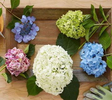 چگونه-از-پژمردگی-ادریسی-بریده-شده-جلوگیری-کنیم