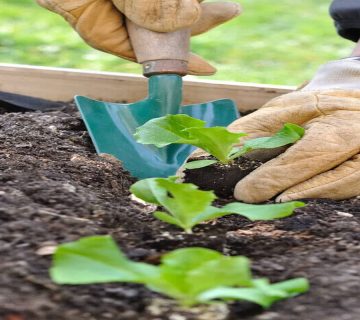 استفاده-از-برگ-های-چای-در-باغ