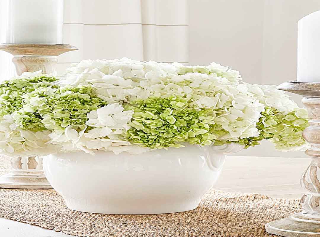 چگونه-از-پژمردگی-ادریسی-بریده-شده-جلوگیری-کنیم