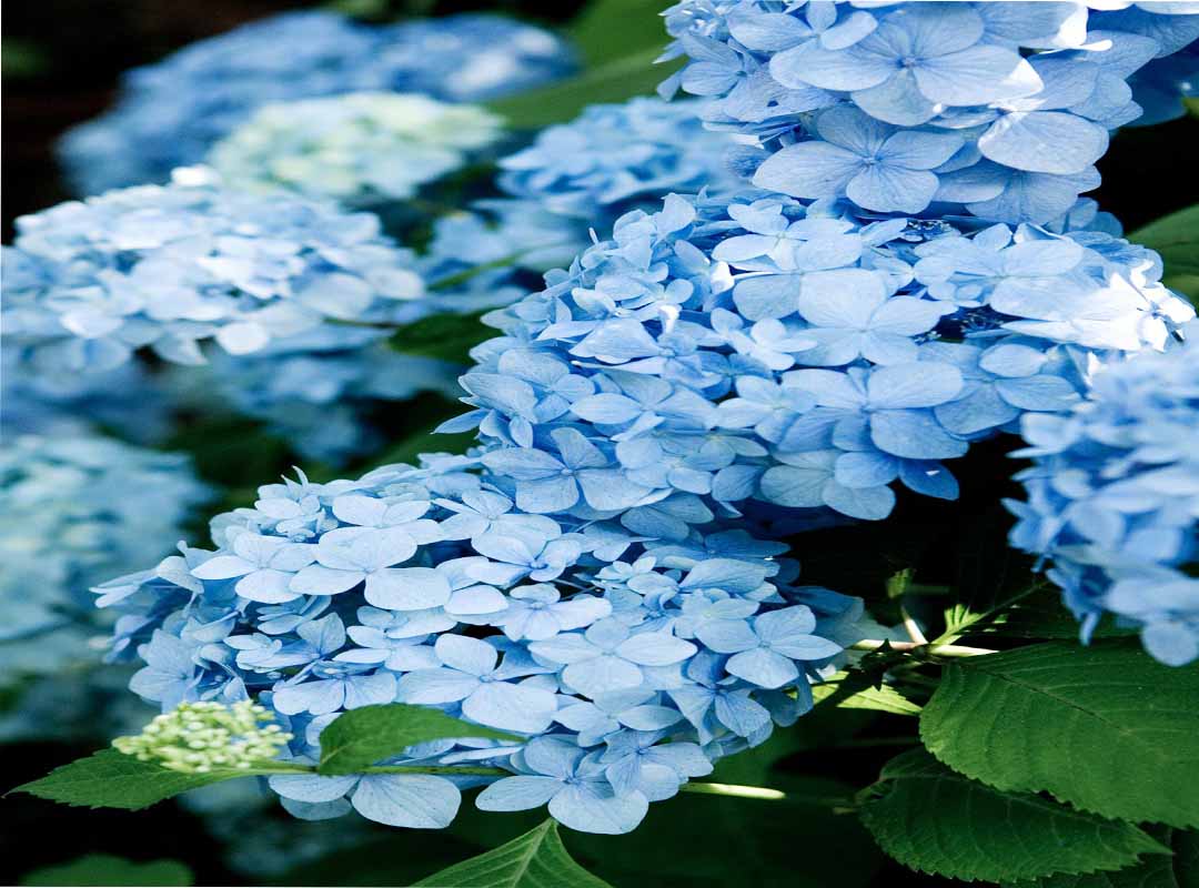 گل-های-بهاری-آبی