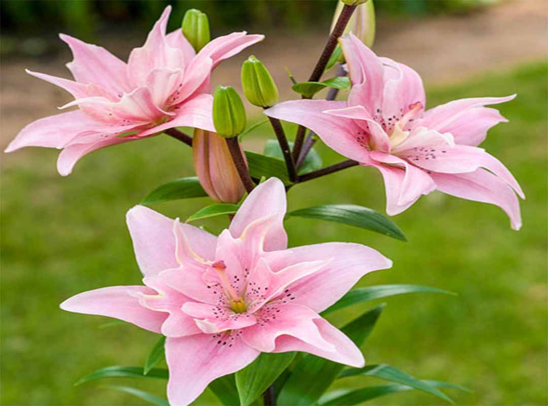 زیباترین-گل-های-دنیا