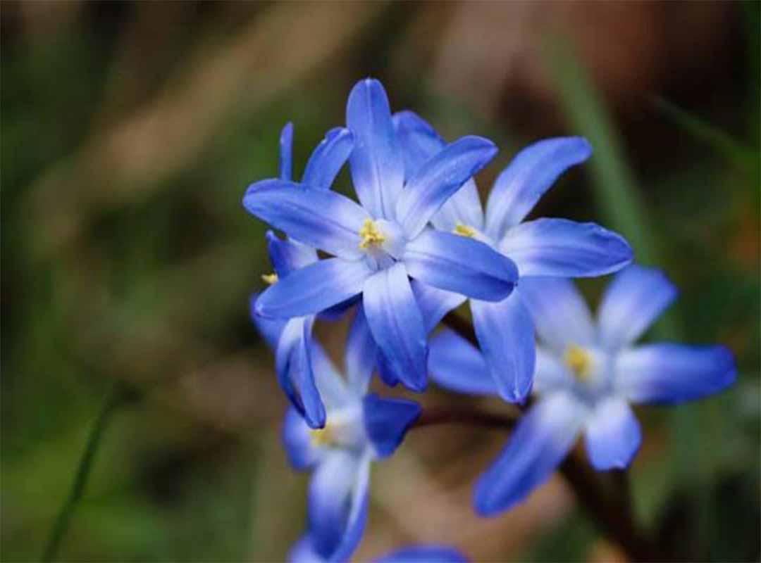 گل-های-بهاری-آبی