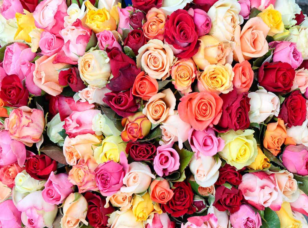 نماد-رنگ-های-مختلف-گل|بخش-دوم