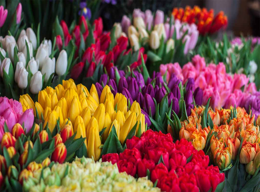 نماد-رنگ-های-مختلف-گل|بخش-اول
