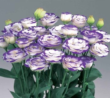 همه-چیز-برای-گل-لیسیانتوس