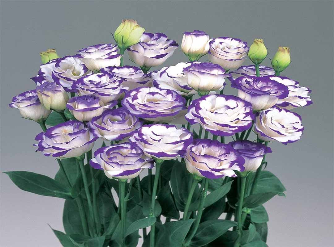 همه-چیز-برای-گل-لیسیانتوس