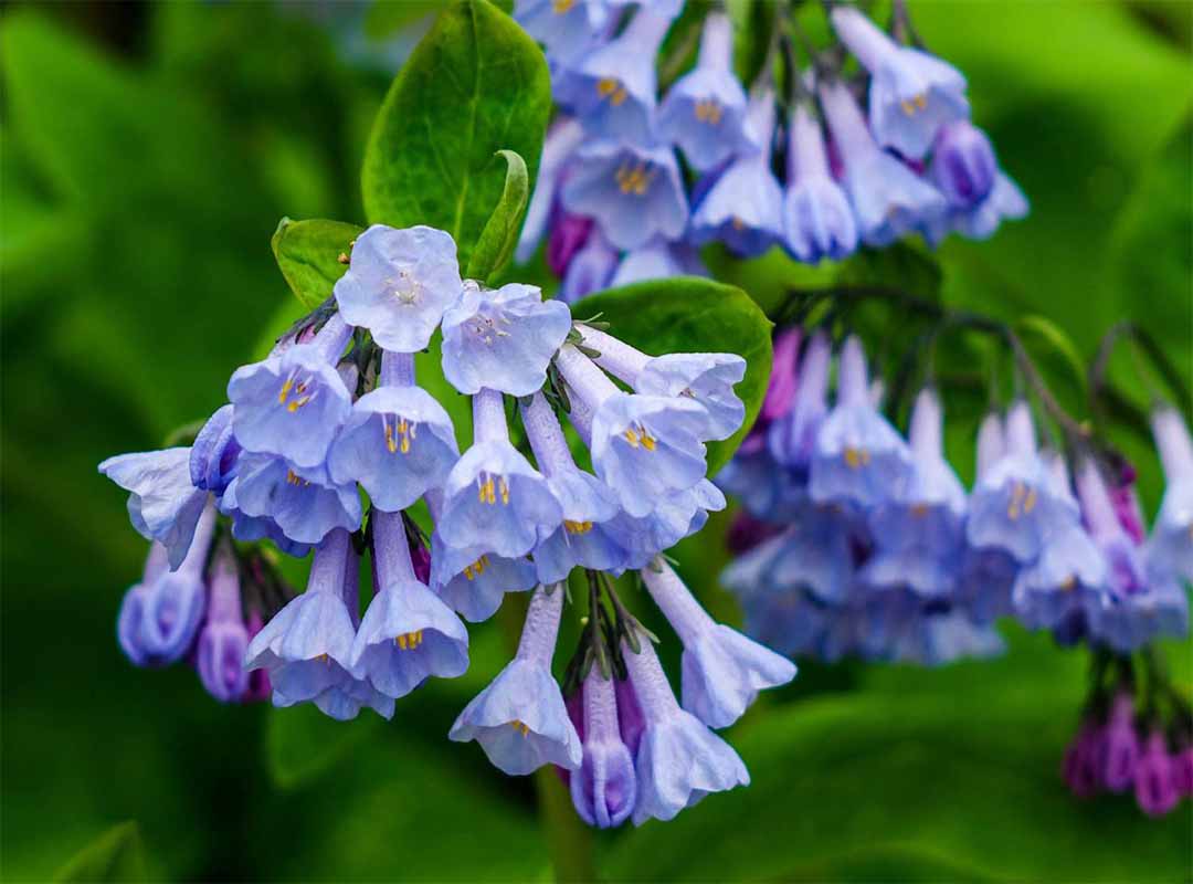 گل-های-آبی-بهاری