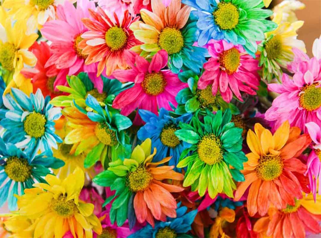 معنی-رنگ-های-گل