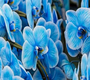 گل های-آبی-پاییز-و-زمستان