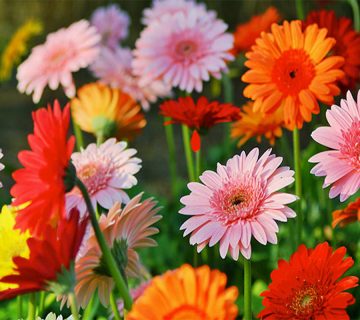 گلهایی-که-نمادمحافظت-هستند