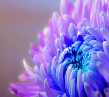 نمادگل-برای-چهارعنصر|بخش-اول