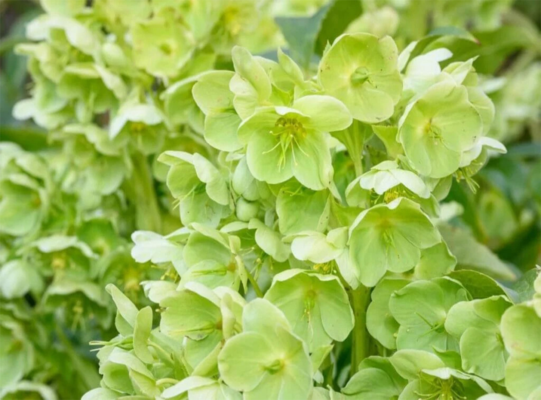 معنی-گل-سبز-چیست؟|بخش-اول