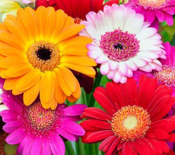 گل ژربرا زیباترین و جذاب‌ترین گل‌