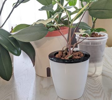 بازار جذاب محصولات گیاهان تزئینی