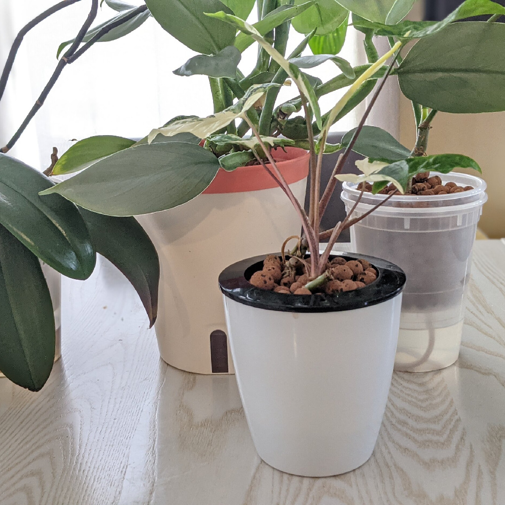 بازار جذاب محصولات گیاهان تزئینی