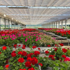 خرید تاج گل آنلاین