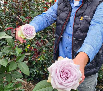 پرورش گلخانه‌ای گل رز