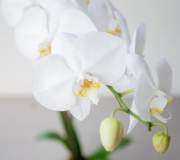 گل ارکیده به عنوان یک عنصر کلیدی در طراحی تاج گل