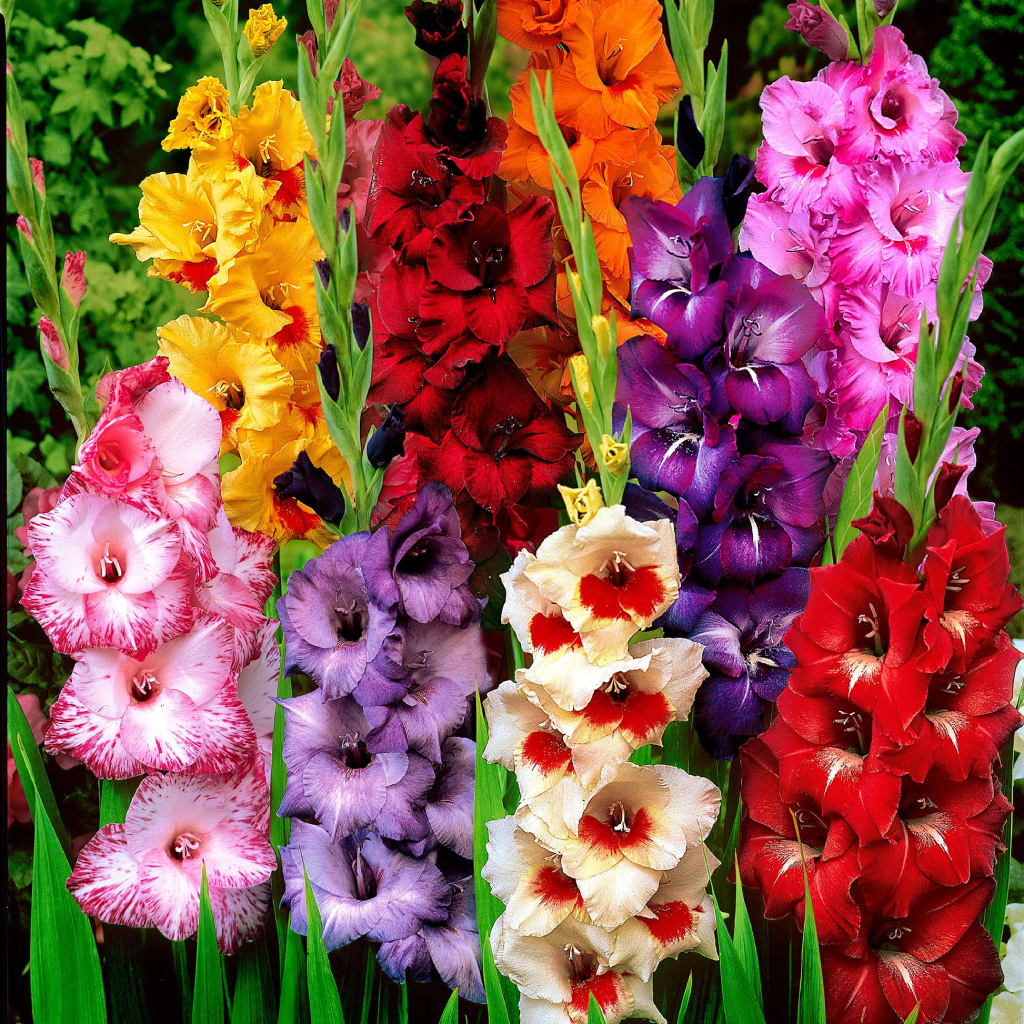 گلایل یک گل زیبا و زینتی
