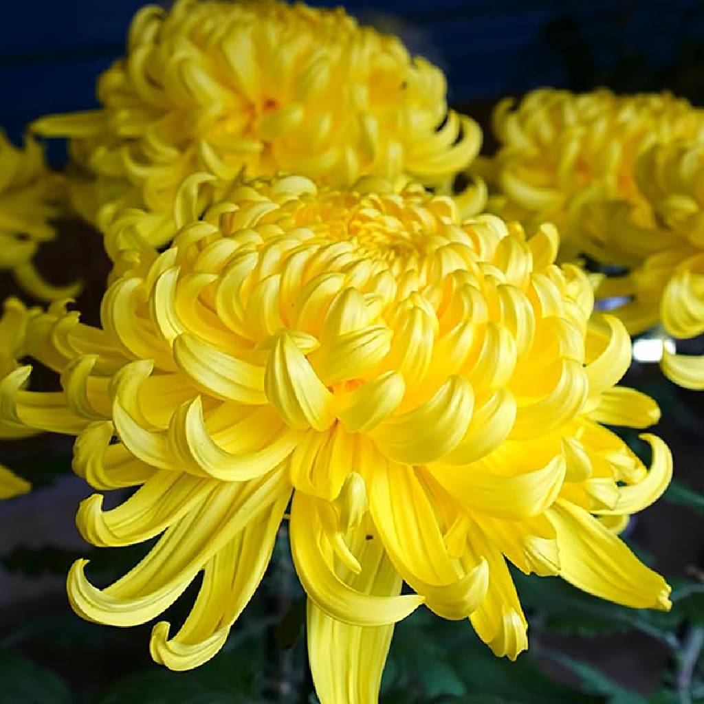 گل داوودی