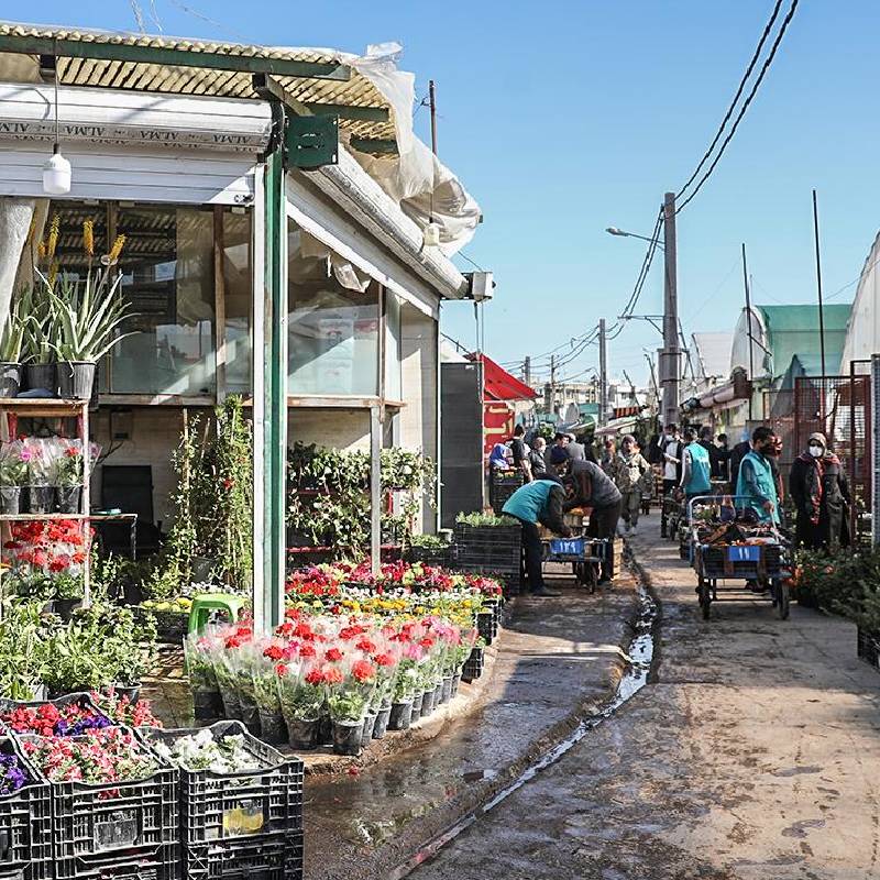 بازار گل محلاتی (فروشگاه آنلاین گلتا)
