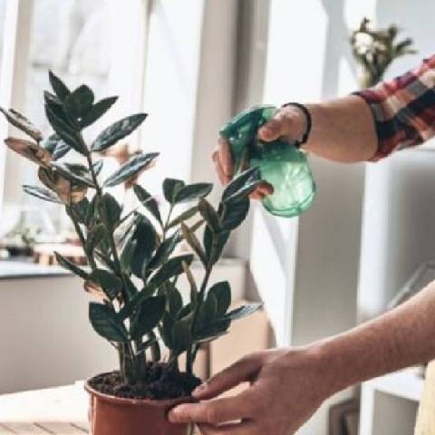 مراقبت از گیاهان آپارتمانی