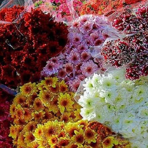 فروشگاه آنلاین گلتا در بازار گل محلاتی