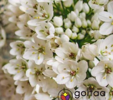 تاج گل مراسم افتاحیه